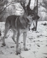 Eur. Wolfhund1949