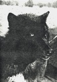 schwarzer Timberwolf